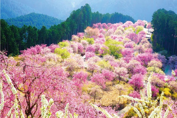<奈良>圧巻! 1000本のしだれ桜 天空の庭「高見の郷」と樹齢約300年の又兵衛桜ご観賞【明石・三宮出発】1